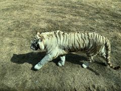 -北京野生动物园