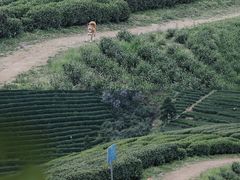 -龙坞茶村