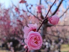 -南京古林公园