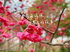 -顾村公园