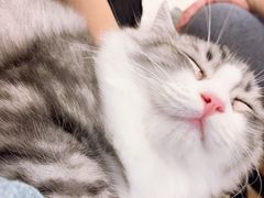 -飞行喵MR PILOT|猫舍·猫咖(静安大融城店)