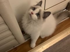 -喵zoo家庭繁育猫舍(尖东智能花园店)