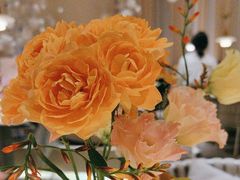 -Tomacado花厨(One ITC店)