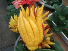 -龙大花卉苗木市场