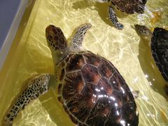-秦皇岛新澳海底世界