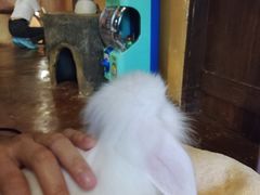 -猫猫幼稚园·撸猫·桌游·电玩