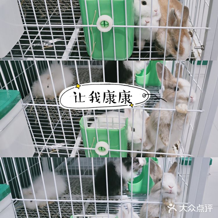 武汉撸兔|遇见萌宠江汉路探店