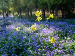 -狼山风景名胜区
