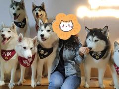 -Husky Go! 哈士奇体验馆·宠物咖啡厅狗咖
