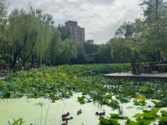 -莲湖公园