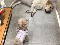 -FAELING PETS美天灵宠物(富力广场店)