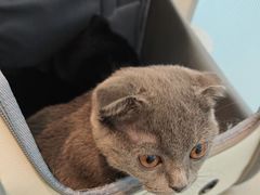 -瑞派·关忠动物医院·猫专科·犬专科(三环新城店)