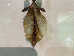 -昆明动物博物馆