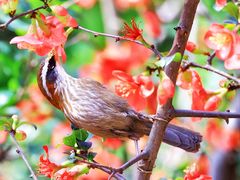 -成都大熊猫繁育研究基地-熊猫厨房