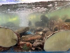 -海之鲜大排档(东山海鲜金銮湾店)