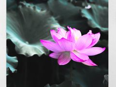 -陈家山荷花公园