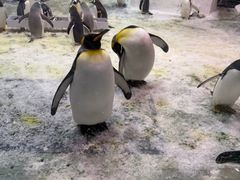 -大连圣亚海洋世界