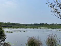 -上海海湾国家森林公园