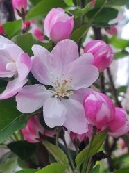 -Cindy Jewelry·钻戒·彩色宝石