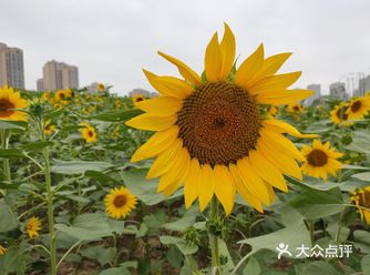 关键不要门票！记得带上自拍杆拍照更方便哦