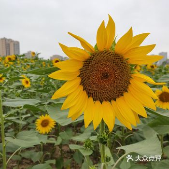 关键不要门票!记得带上自拍杆拍照更方便哦