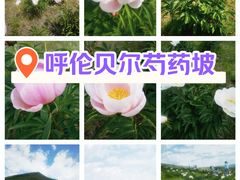 -呼伦贝尔大草原