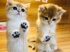 -猫十亿·布偶金渐层·曼基康矮脚猫舍(青年路店)