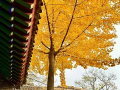 -少华山国家森林公园