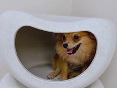 -怪兽屋·羊驼·猫咖·狗咖(俊华广场店)