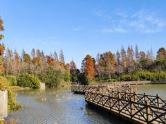 -上海海湾国家森林公园