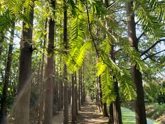 -上海长兴岛郊野公园