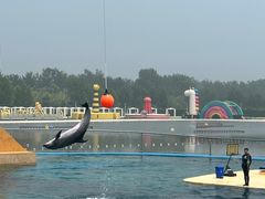 -秦皇岛乐岛海洋王国