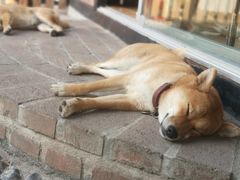 -柴犬高等学院·狗咖·柴犬售卖·宠物训练