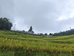 -紫鹊界梯田景区