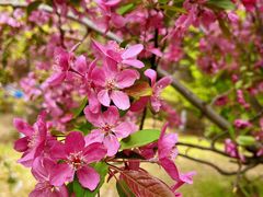 -长白岛森林公园