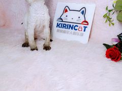 -十年猫舍·猫咪专门店(普陀店)