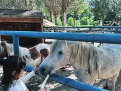 -长白岛森林公园