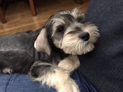 -翊宠yipet猫狗购宠庄园犬舍•猫舍