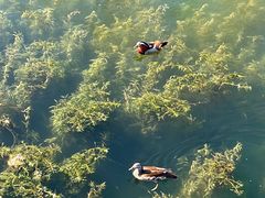 -麦当劳(朝阳北路店)