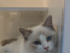 -小猫来了·猫舍(红山六九七九店)