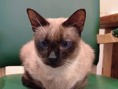 -猫小院猫主题餐厅(南锣旗舰店)