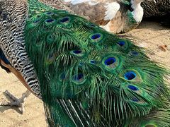 -苏州上方山国家森林公园