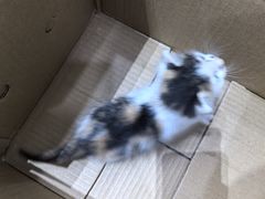 -派特宠物医院(圆融广场店)