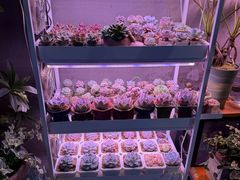 -琥珀老六龙虾(四里河店)