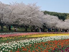 -苏州上方山国家森林公园
