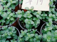 -秦美花卉(天朗·莱茵小城2期店)