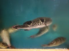 -天正河鲀·河豚亭(大连店)