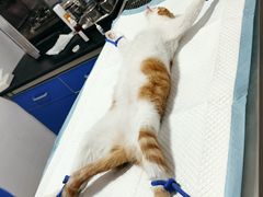 -灵美宠物诊所