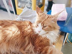 -平行世界·猫咖(首经贸店)