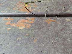 -广州白江湖森林公园